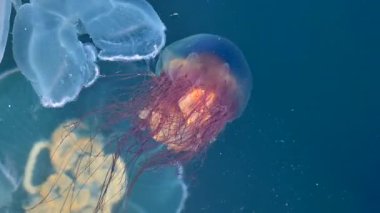 4K görüntüler. Suyun altında yüzen renkli denizanaları derin deniz dalışı rotası dalış konsept görüntülerini rahatlatır. Yüksek kalite 4k görüntü