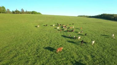 Kanada Prensi Edward Adası 'nda ineklerle birlikte mısır tarlası ve çayır manzarası. Yüksek kalite 4k görüntü