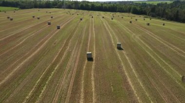 Çavdar ektikten sonra tarlada bir sürü saman balyası var. Çavdar tarlasında toplanmış açık mavi gökyüzüne karşı saman balyalarıyla 