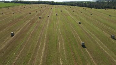 Çavdar ektikten sonra tarlada bir sürü saman balyası var. Çavdar tarlasında toplanmış açık mavi gökyüzüne karşı saman balyalarıyla 