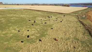 Sonbaharda Prens Edward Adası 'nın hava manzarası. Yüksek kalite 4k görüntü