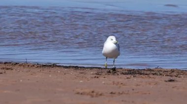 Martı, Palavas-les-Flots kumsalında hafif dalgalarla geziniyor..