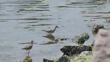 Çölde su içen kara göbekli Kum Tavuğu. Yüksek kalite 4k görüntü