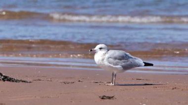 Martı, Palavas-les-Flots kumsalında hafif dalgalarla geziniyor..