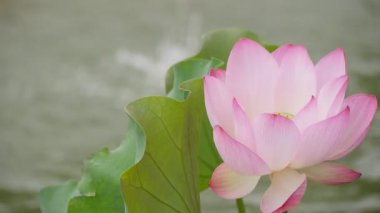 Solmuş nilüfer tohumunun yakın çekimi. Yüksek kalite 4k görüntü