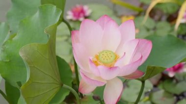 Solmuş nilüfer tohumunun yakın çekimi. Yüksek kalite 4k görüntü