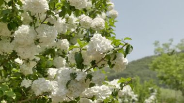 Ortanca, sabah güneşinde çiçek açıyor. Yüksek kalite 4k görüntü