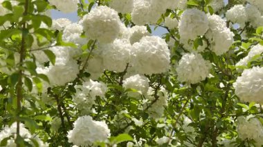 Ortanca, sabah güneşinde çiçek açıyor. Yüksek kalite 4k görüntü