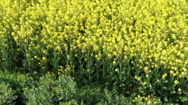 Shanghai banliyösünün havadan görünüşü. Yüksek kalite 4k görüntü