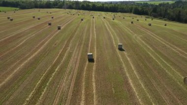 Çavdar ektikten sonra tarlada bir sürü saman balyası var. Çavdar tarlasında toplanmış açık mavi gökyüzüne karşı saman balyalarıyla 