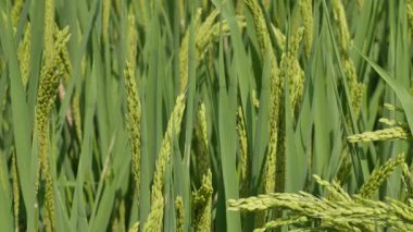 Kuzeydoğu Çin 'de olgunlaşmış tahıllı yeşil pirinç bitkisini yakından çek.