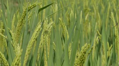 Kuzeydoğu Çin 'de olgunlaşmış tahıllı yeşil pirinç bitkisini yakından çek.