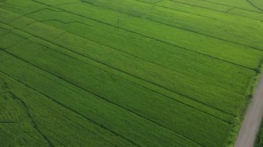 Kuzeydoğu Çin 'deki tarım arazilerinin havadan görünüşü. Yüksek kaliteli FullHD görüntüler