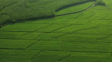 Kuzeydoğu Çin 'deki tarım arazilerinin havadan görünüşü. Yüksek kaliteli FullHD görüntüler