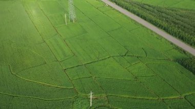 Kuzeydoğu Çin 'deki tarım arazilerinin havadan görünüşü. Yüksek kaliteli FullHD görüntüler