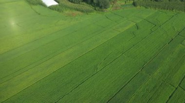 Kuzeydoğu Çin 'deki tarım arazilerinin havadan görünüşü. Yüksek kaliteli FullHD görüntüler