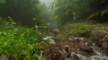 Changbai Dağı 'nın içindeki doğal manzara, kuzey doğu Çin' de ormanın içinde akarsu var.