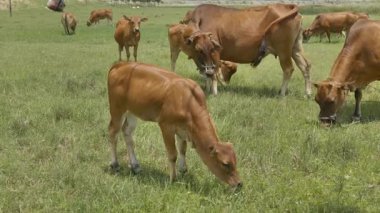 Çin 'de otlayan inek çimleri. Yüksek kalite 4k görüntü