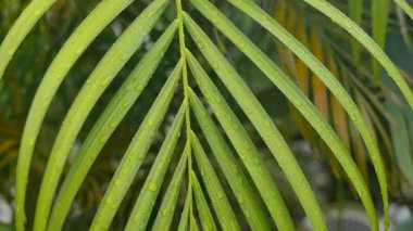 Ağaçların yaprakları yağmurda. Yüksek kalite 4k görüntü