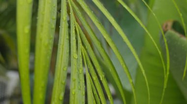 Ağaçların yaprakları yağmurda. Yüksek kalite 4k görüntü
