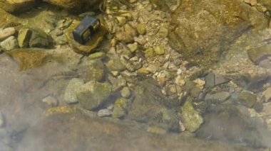 Hangzhou Çin nehrinde temiz suyun altında küçük balıklar. Yüksek kalite 4k görüntü