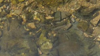 Hangzhou Çin nehrinde temiz suyun altında küçük balıklar. Yüksek kalite 4k görüntü