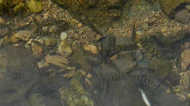 Hangzhou Çin nehrinde temiz suyun altında küçük balıklar. Yüksek kalite 4k görüntü