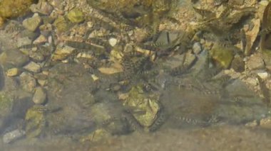 Hangzhou Çin nehrinde temiz suyun altında küçük balıklar. Yüksek kalite 4k görüntü