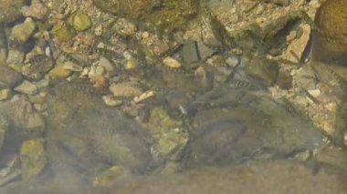 Hangzhou Çin nehrinde temiz suyun altında küçük balıklar. Yüksek kalite 4k görüntü