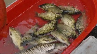 Çin pazarında taze canlı Crucian sazan balığı satılıyor. Yüksek kalite 4k görüntü