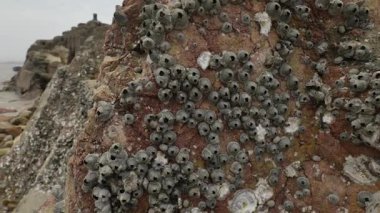 Taizhou, Zhejiang 'daki Yuhuan ilçesinde güzel kıyı manzaraları ve zengin deniz kültürü bulunur. Yüksek kalite 4k görüntü