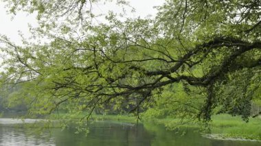 Batı Gölü kıyılarında muhafaza edilen tarihi ve doğal güzellik, Hangzhou Zhejiang Çin 'i cesaretlendirir. Yüksek kalite 4k görüntü