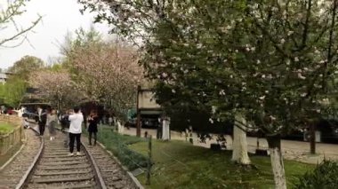 Bahar, kiraz çiçekleri ve trenler. Hangzhou Çin 'in güzel manzarası. Yüksek kalite 4k görüntü