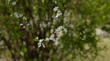 Baharın başlarında küçük beyaz çiçekler, Hangzhou Çin. Yüksek kalite 4k görüntü