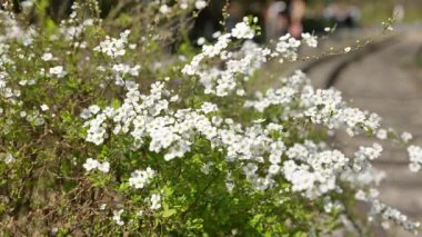 Baharın başlarında küçük beyaz çiçekler, Hangzhou Çin. Yüksek kalite 4k görüntü