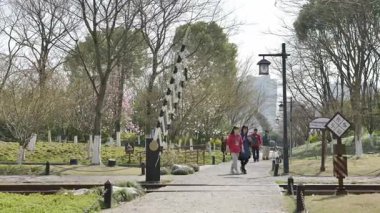 Hangzhou, Çin 'de bahar mevsiminde güzel Sakura Kiraz Çiçeği. Yüksek kalite 4k görüntü