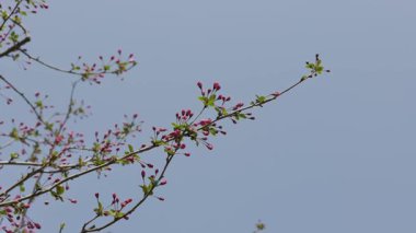 Hangzhou, Çin 'de bahar mevsiminde güzel Sakura Kiraz Çiçeği. Yüksek kalite 4k görüntü