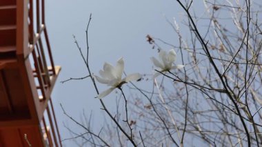 Hangzhou, Çin 'de bahar mevsiminde güzel Sakura Kiraz Çiçeği. Yüksek kalite 4k görüntü