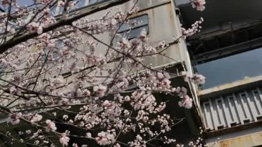 Hangzhou, Çin 'de bahar mevsiminde güzel Sakura Kiraz Çiçeği. Yüksek kalite 4k görüntü