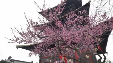 Şangay, Guangfulin PrefecturePlum arka planda antik binalarla çiçek açıyor. Yüksek kalite 4k görüntü