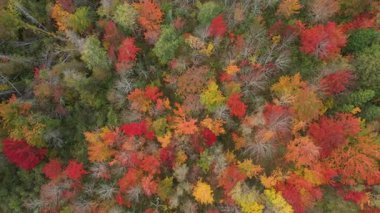 Prens Edward Adası Kanada 'nın renkli sonbahar ormanlarının havadan görünüşü. Yüksek kalite 4k görüntü