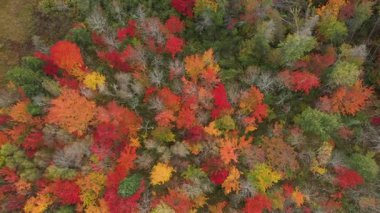 Prens Edward Adası Kanada 'nın renkli sonbahar ormanlarının havadan görünüşü. Yüksek kalite 4k görüntü