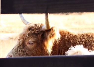 Bir İskoç ineği ahşap bir çitin arkasında dinleniyor, kalın, yün kürkü öğleden sonra güneşinde parlıyor. Sıcak tonlar ve yumuşak dokular Arkansas kırsalında huzurlu ve pastoral bir anı yakalar..