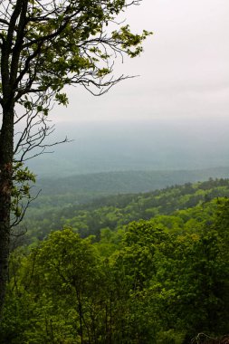 Yalnız bir ağaç Arkansas manzaralı geçidin katmanlı tepelerini ve yemyeşil ormanlarını çerçeveler, ufukta sislerin durduğu yerde. Erken bahar büyümesi bulutlu bir gökyüzünün altında canlı yeşil parlıyor. Barış ve içgözlem çağrıştırıyor..