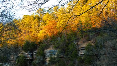 Güneş ışığı sonbahar yapraklarının arasından süzülerek Ozarks 'taki Dogwood Kanyonu' nun çam ağaçlarıyla kaplı uçurumlarına altın bir parıltı salıyor. Yapraksız kış dalları, katmanlı taşları ve yemyeşil ağaçları çerçeveliyor..