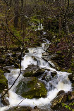 Ozark Dağları 'ndaki yosunlarla kaplı yosun kaplı bir yamaçtan akan güçlü bir akarsu tomurcuklanan bahar yaprakları ve çıplak ağaçlarla çevrilidir. Dikey çerçeve, ormanı keserken çağlayan suyun enerjisini ve doğal ritmini yakalar..