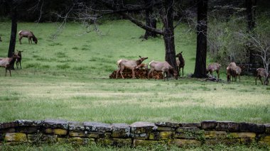 Odun yığınının yanında otlayan geyiklerin sakin bir manzarası. Çerçevelenmiş ağaçlar ve yosun kaplı taş bir duvarla dolu bir çayırda. Ozarks 'ta yakalanan bu görüntü, sakin, vahşi yaşam uyumu ve kırsal güzelliği çağrıştırıyor..