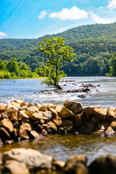 Arkansas, Buffalo Nehri 'nin ortasında kayalık bir çıkıntıya tutunan yalnız bir ağaç. Canlı yeşil yapraklar, katmanlı dağlar ve berrak mavi gökyüzü Ozarks 'ın saf güzelliğini gözler önüne seren çarpıcı bir kontrast oluşturuyor..