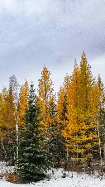 Altın sonbahar tamarack ağaçları, Alaska 'da karla kaplı bir ormanda, yemyeşil çamların yanında dimdik durur. Başımın üstünde yumuşak gri bir gökyüzü asılı sonbahar ve kış arasındaki kasvetli geçişi yakalıyor..