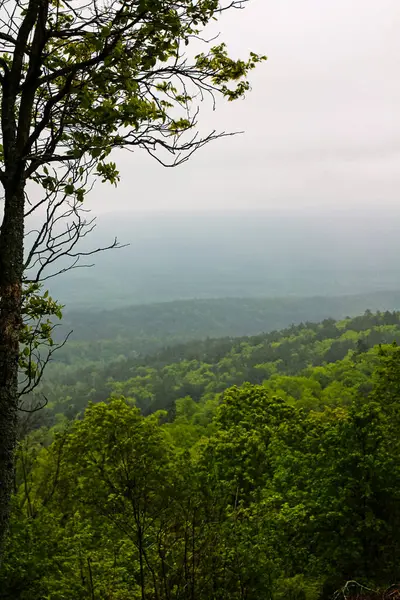 Yalnız bir ağaç Arkansas manzaralı geçidin katmanlı tepelerini ve yemyeşil ormanlarını çerçeveler, ufukta sislerin durduğu yerde. Erken bahar büyümesi bulutlu bir gökyüzünün altında canlı yeşil parlıyor. Barış ve içgözlem çağrıştırıyor..